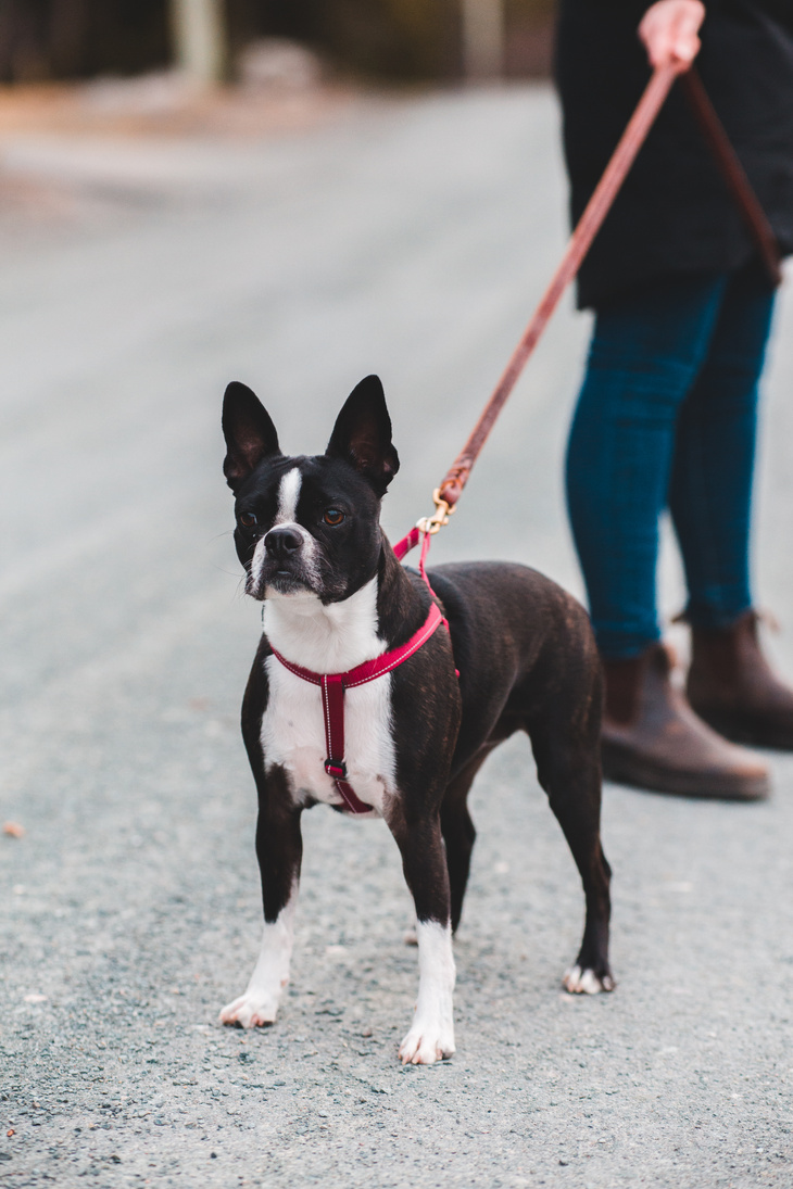 Crop woman with dog on street